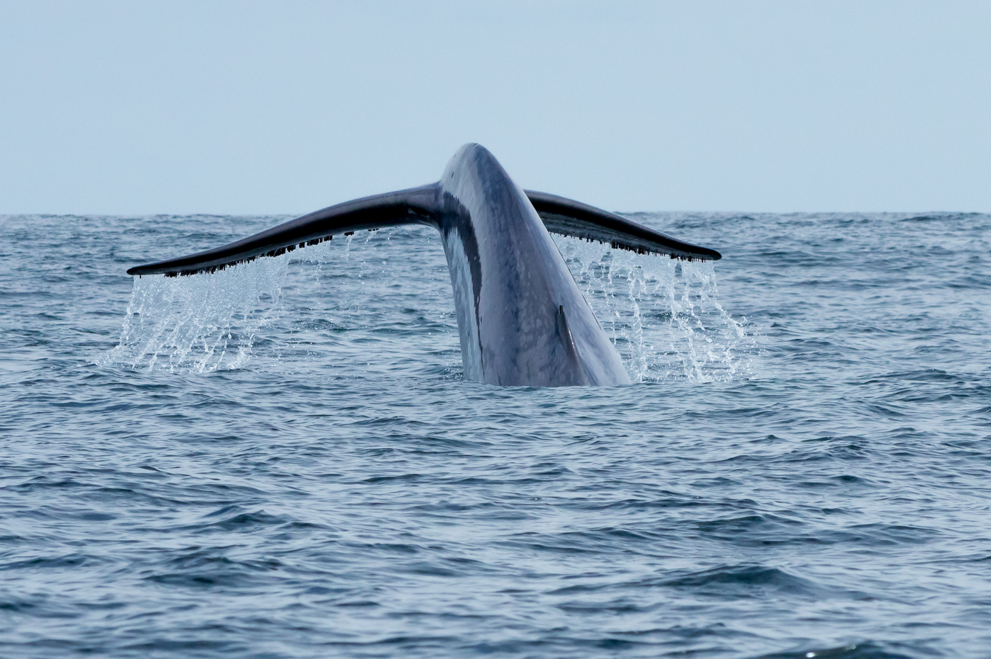 Ballena Azul – Chañaral de Aceituno
